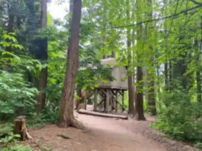Vue en randonnée de Redwood Park Fairy Forest