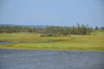 Vue en randonnée de Site Ornithologique Du Marais De Gros-cacouna