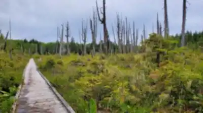 Explore Alert Bay trail