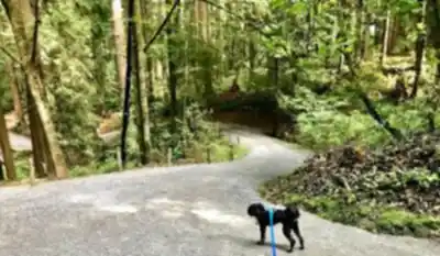 Hiking view of Robert Burnaby Park