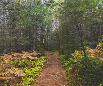 Mew Lake Campground hiking trail - natural landscape