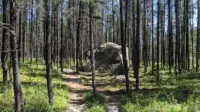 Camp Dudemaine hiking trail - natural landscape
