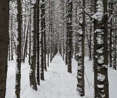 Nature walk at Base Plein Air Sainte-Foy