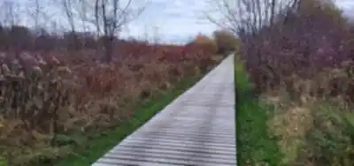 Sentier de randonnée Réserve Nationale De Faune Du Lac Saint-françois - paysage naturel