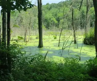 Metacomet-Monadnock Trail hiking trail - natural landscape