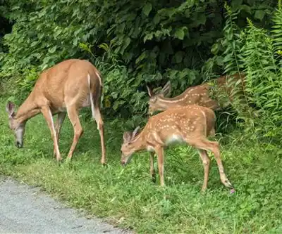 Explore Parc John H. Molson trail