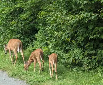 Discover Parc John H. Molson in Laurentides