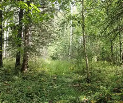 Explorer le sentier Lakeland Provincial Recreation Area
