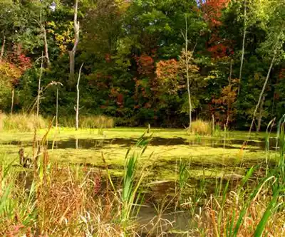 Riverwood Park Ln hiking trail - natural landscape
