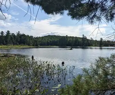 Nature walk at Parc De La Gatineau