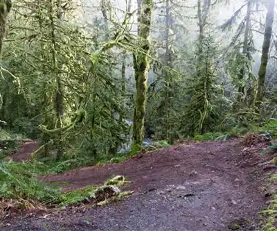 Paysage de Goldstream Provincial Park - randonnée pédestre