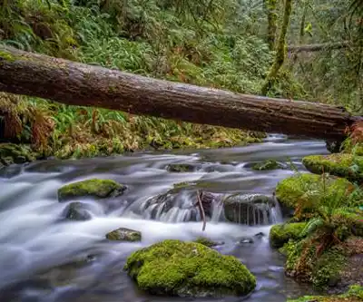 Sur les sentiers de Goldstream Provincial Park