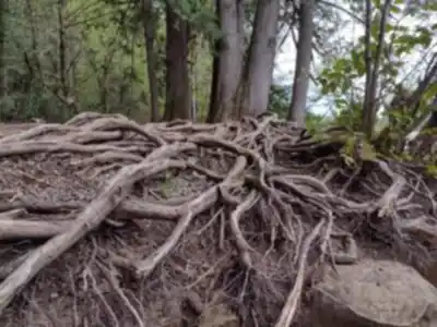 Découvrir Nymph Falls Nature Park en Île de Vancouver