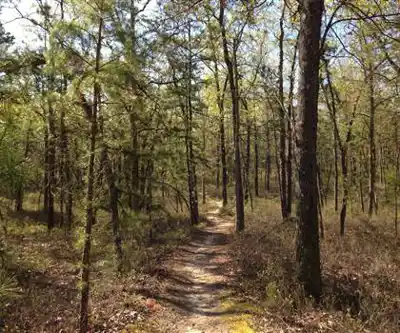 Batona Trail hiking trail - natural landscape