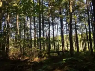 Discover Parc Écoforestier De Johnville in Eastern Townships