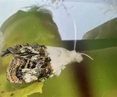 Base De Plein Air Des Cèdres hiking trail - natural landscape
