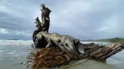 Découvrir Chesterman Beach en Île de Vancouver