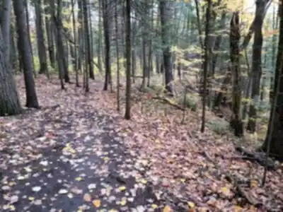 Parc Du Domaine Vert hike - nature and outdoors