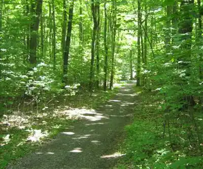 Balade en nature à Parc National Du Mont-Saint-Bruno
