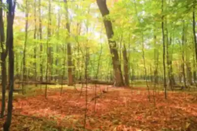Randonnée Parc National Du Mont-Saint-Bruno - nature et plein air