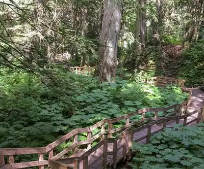 Giant Cedars Boardwalk Trail hiking trail - natural landscape