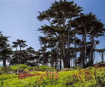 Lands End Park hiking trail - natural landscape
