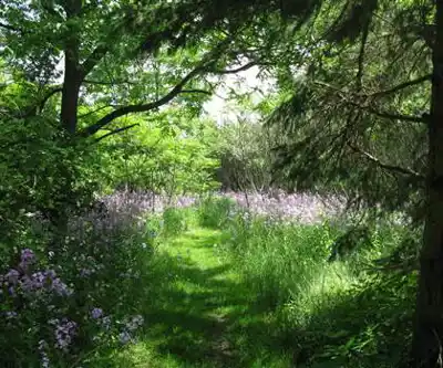 Sentier de randonnée Bass Lake Provincial Park - paysage naturel