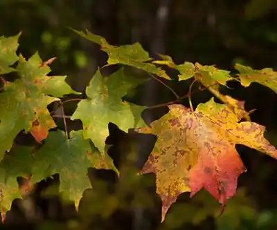 Deer Leap Trail hiking trail - natural landscape