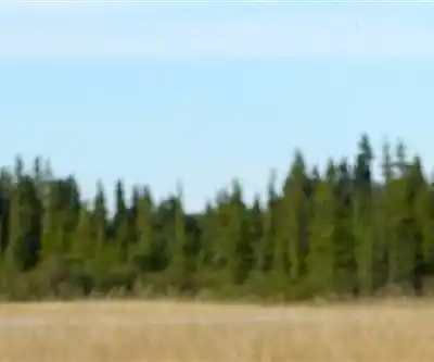 Sentier de randonnée Wood Buffalo National Park of Canada - paysage naturel