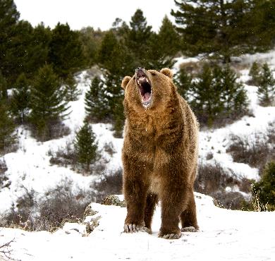 7 Things to Know About Animals in Distress