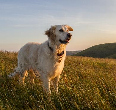 Discover 7 Exciting Outdoor Activities to Practice with Your Dog to Strengthen Your Bond