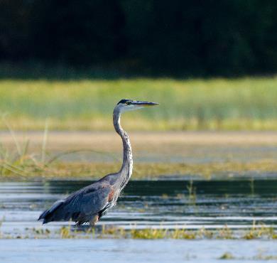 The Easiest Animals to Observe in Quebec