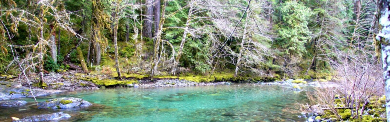 Randonnée Oregon Trail - vue panoramique  tree outdoor water nature lake plant forest surrounded wooded