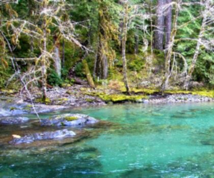 Oregon Trail trail - hiking in Southwest Ontario  tree outdoor water nature lake plant forest surrounded wooded