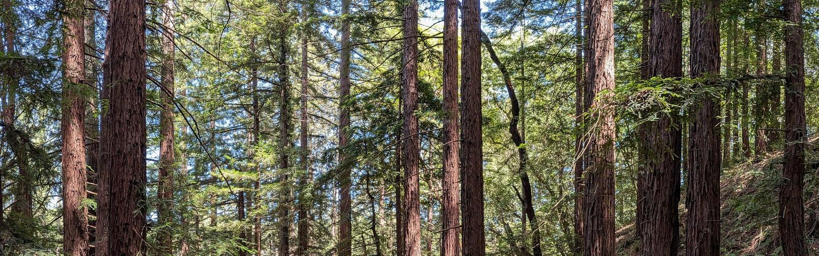 Redwood Regional Park trail - hiking in Bay Area