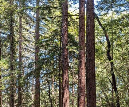 Redwood Regional Park trail - hiking in Bay Area