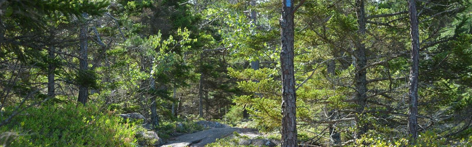 Kebo Mountain Trail trail - hiking in Bar Harbor