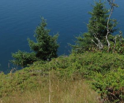 Reversing Falls Park trail - hiking in Down East & Acadia