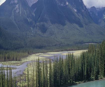 Sentier mont Cory - randonnée en Canadian Rockies