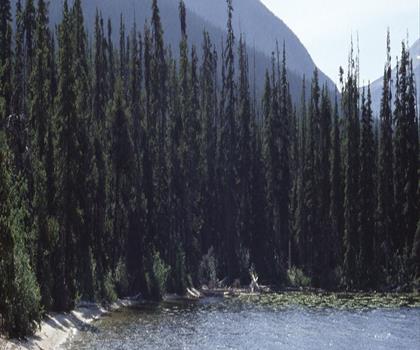 Widgeon Lake trail - hiking in Vancouver Coast Mountains