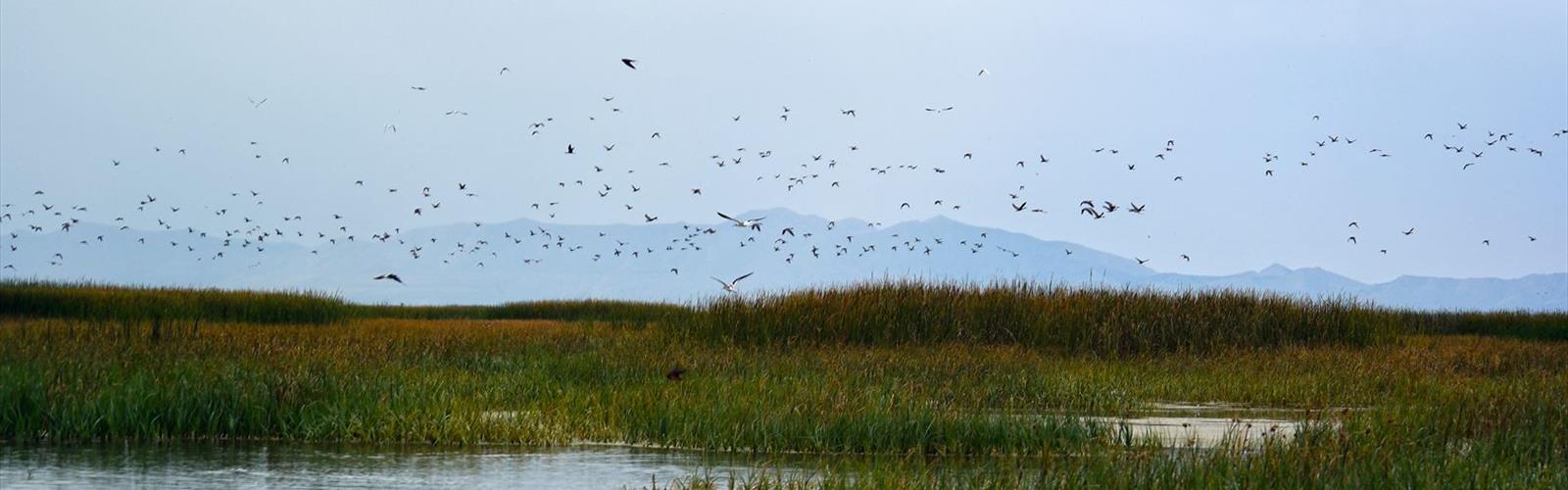 Bear River Migratory Bird Refuge trail - hiking in Northern Utah