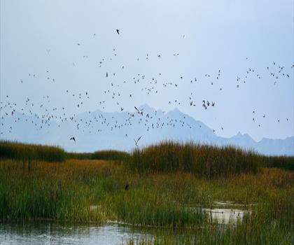 Bear River Migratory Bird Refuge trail - hiking in Northern Utah