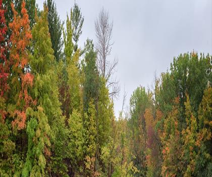 Lake Wabukayne Trail trail - hiking in York, Durham and Headwaters