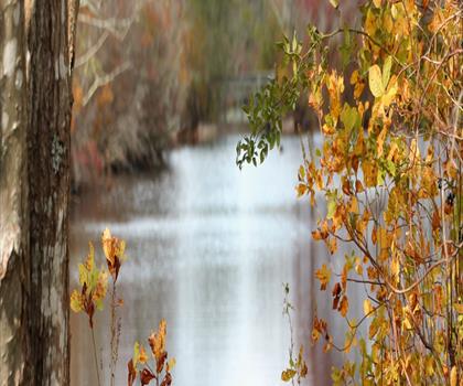 Sentier Connetquot River State Park Preserve - randonnée en Long Island
