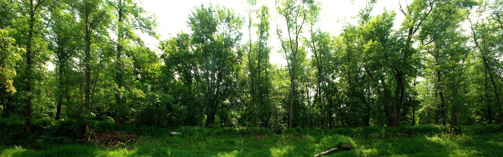Nemadji State Forest trail - hiking in St. Croix River Valley