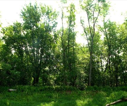 Sentier Nemadji State Forest - randonnée en St. Croix River Valley