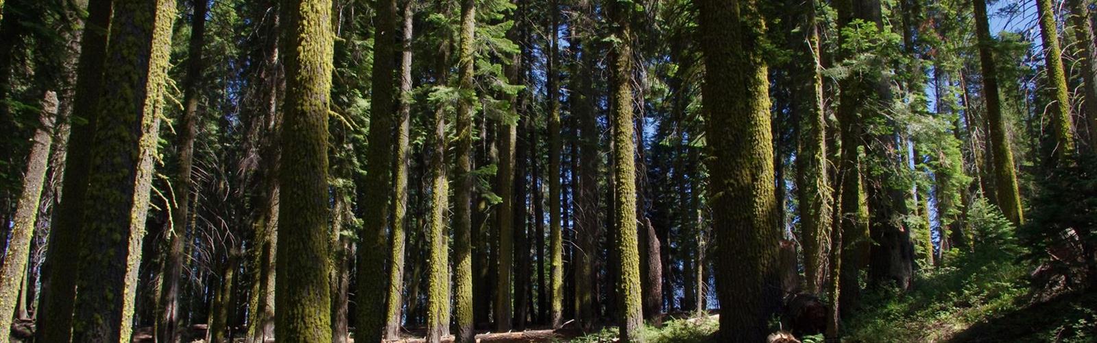 High Sierra Trail trail - hiking in Sierra Nevada