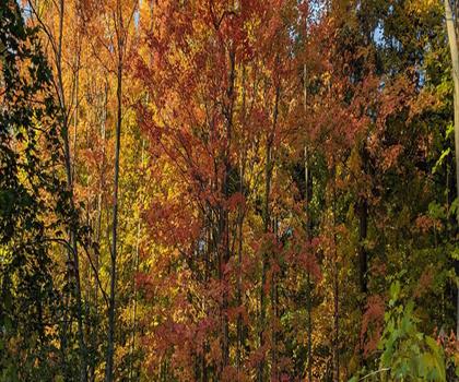 Betty Sutherland Trail trail - hiking in Greater Toronto Area