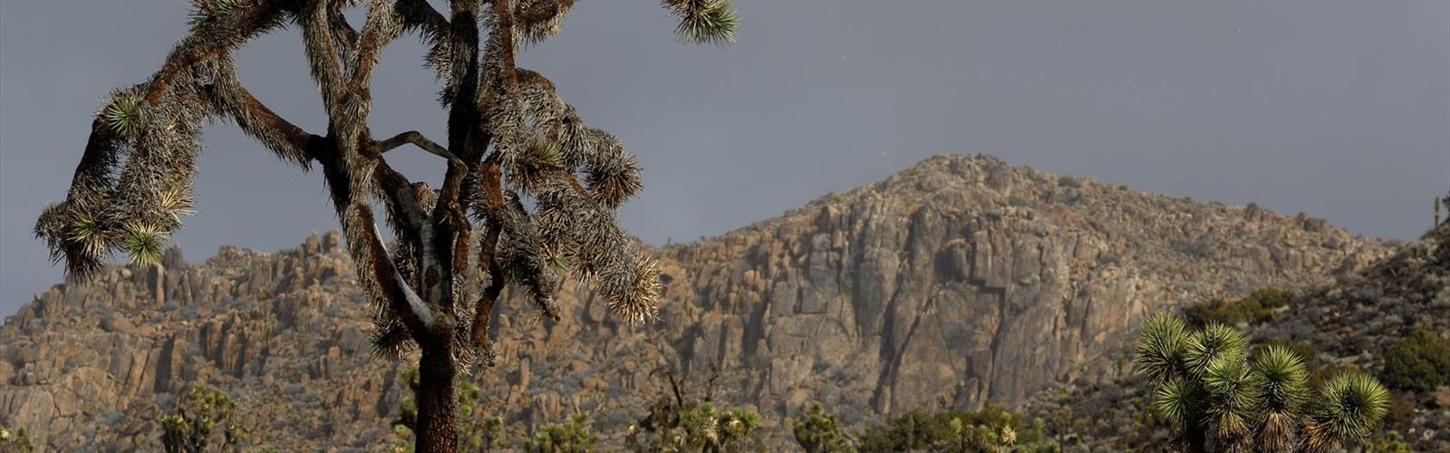 Wall Street Mill trail - hiking in Deserts