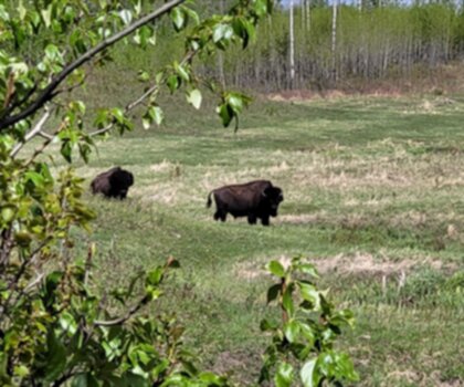 Wood Bison Trail trail - hiking in Peace Country